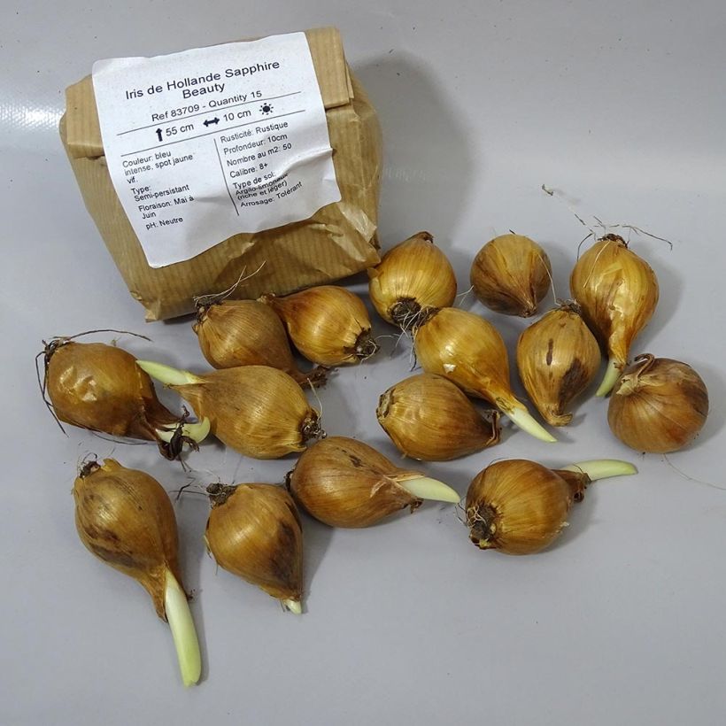 Example of Iris x hollandica Sapphire Beauty Bulb size 8+ specimen as delivered