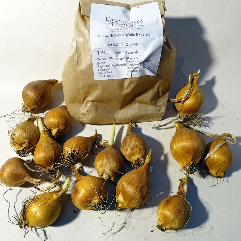 Example of Iris x hollandica White Excelsior Bulb size 8+ specimen as delivered