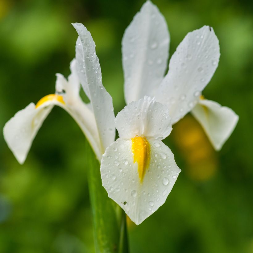 Iris x hollandica White Excelsior (Flowering)