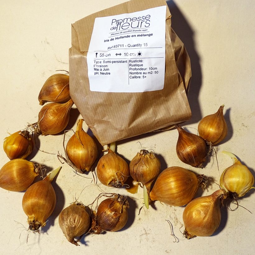 Example of Iris x hollandica Mix Bulb size 9+ specimen as delivered