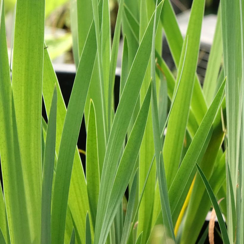 Iris sibirica Blue Moon (Foliage)