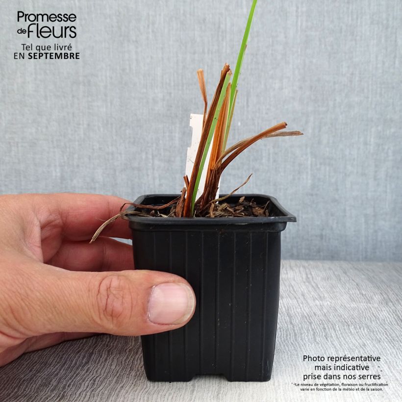 Iris sibirica Blue Moon 8/9 cm pot sample as delivered in autumn