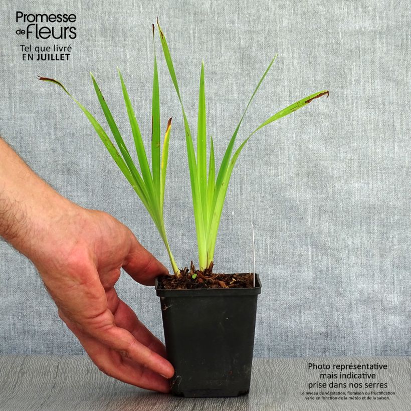Iris sibirica Caesars Brother - Siberian Iris 8/9 cm pot sample as delivered in summer