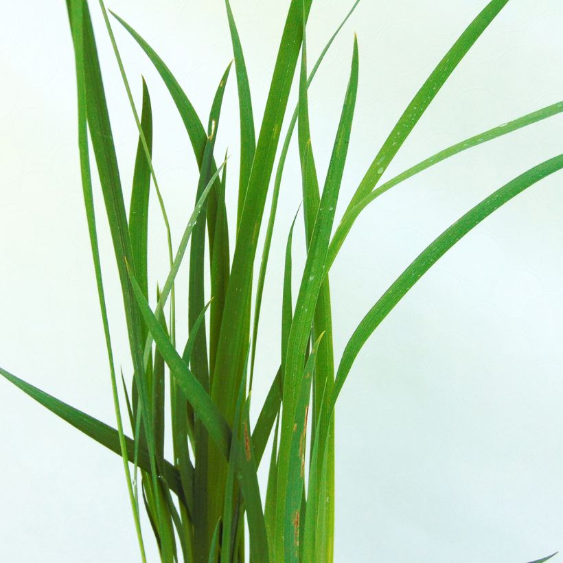 Iris sibirica Sparkling Rose (Foliage)