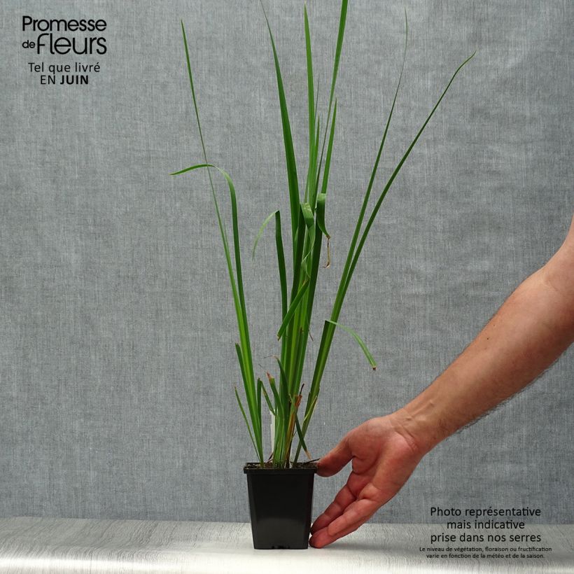 Iris sibirica Sparkling Rose 8/9 cm pot sample as delivered in summer