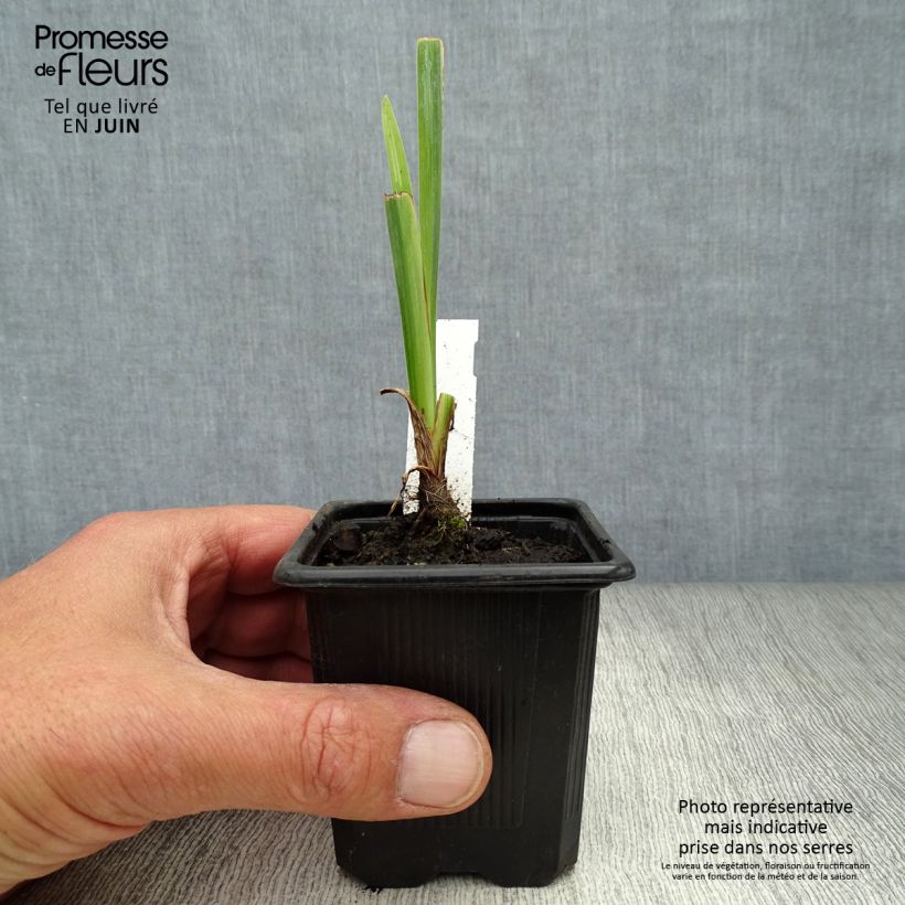 Iris pseudacorus Variegata - Yellow Flag 8/9 cm pot sample as delivered in summer