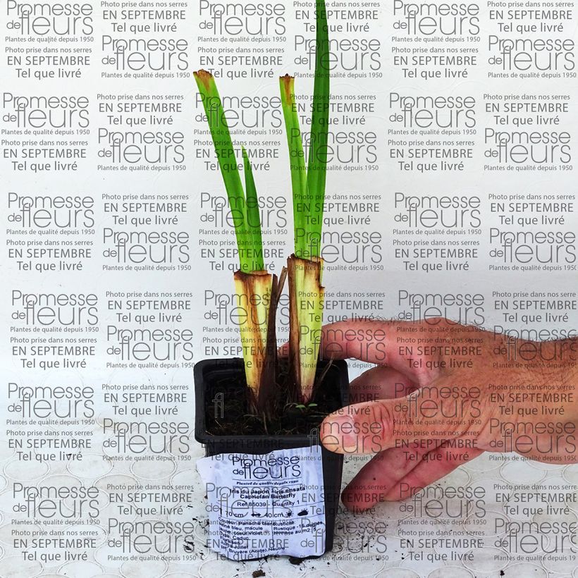 Example of Iris ensata Caprician Butterfly - Japanese Water Iris 8/9 cm pot specimen as delivered