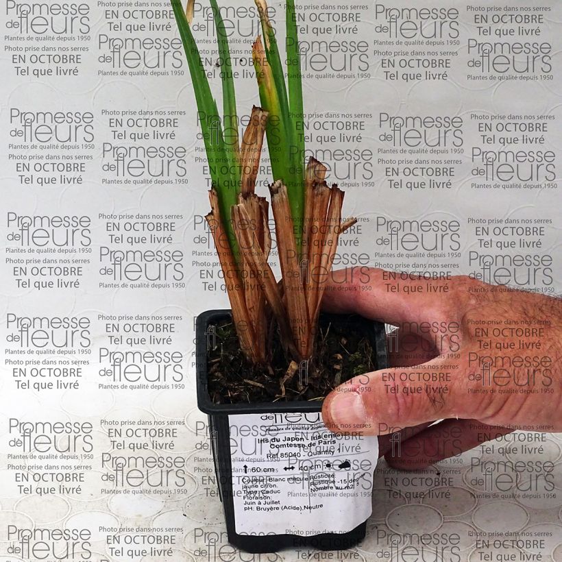 Example of Iris ensata Comtesse de Paris - Japanese Water Iris 8/9 cm pot specimen as delivered