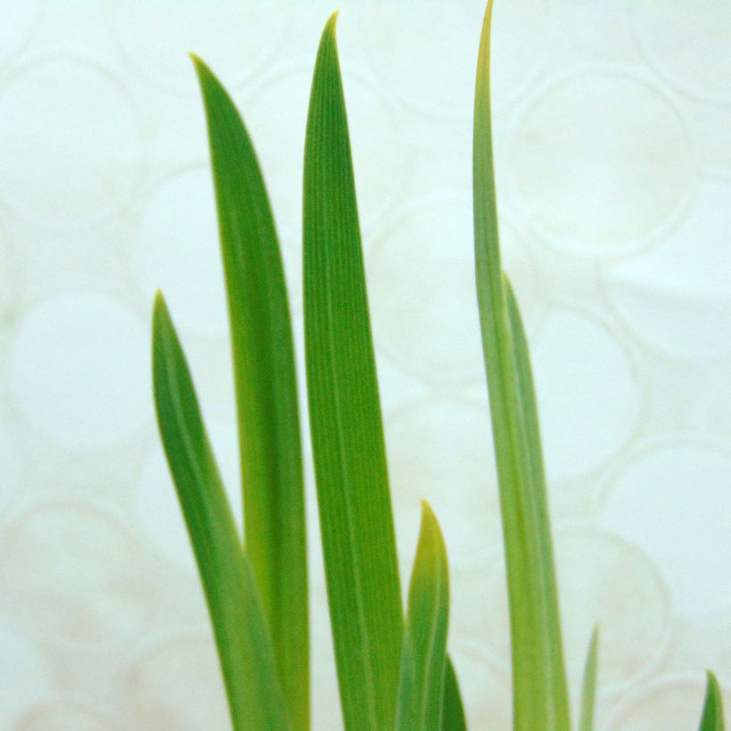Iris ensata Dainagon - Japanese Water Iris (Foliage)