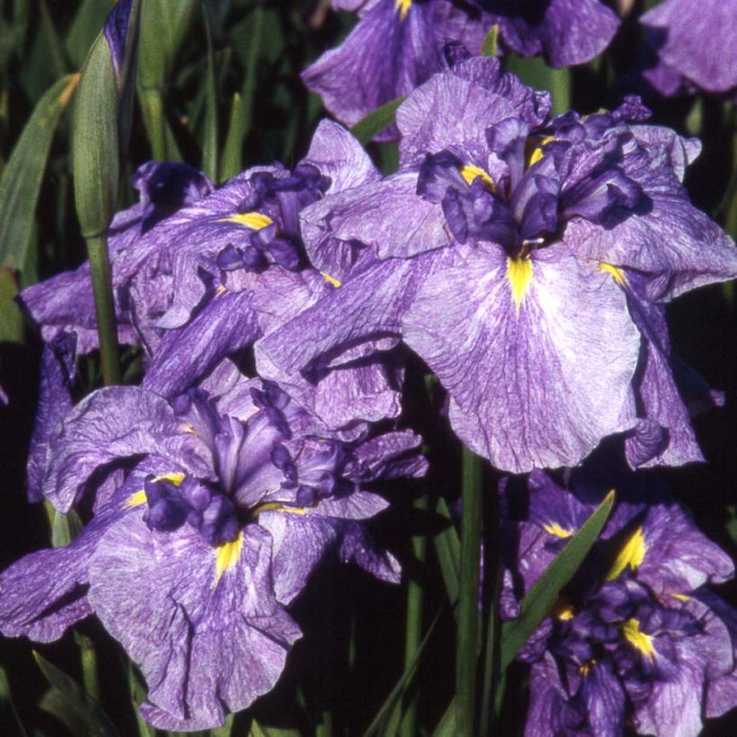 Iris ensata Dainagon - Japanese Water Iris (Flowering)