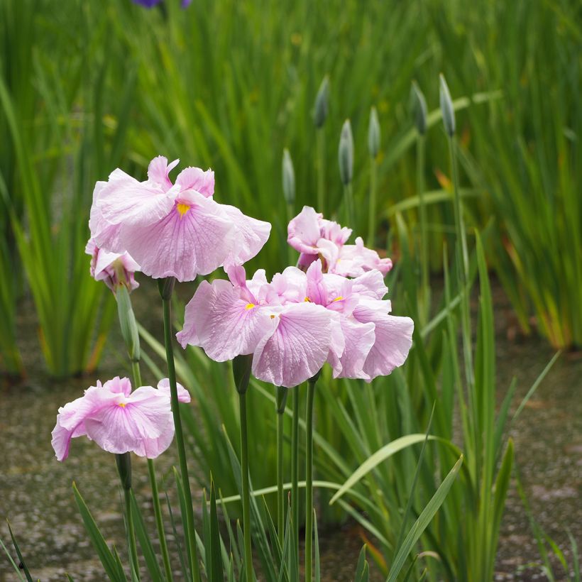 Iris ensata Dinner Plate Tub Tim Grob - Japanese Water Iris (Plant habit)