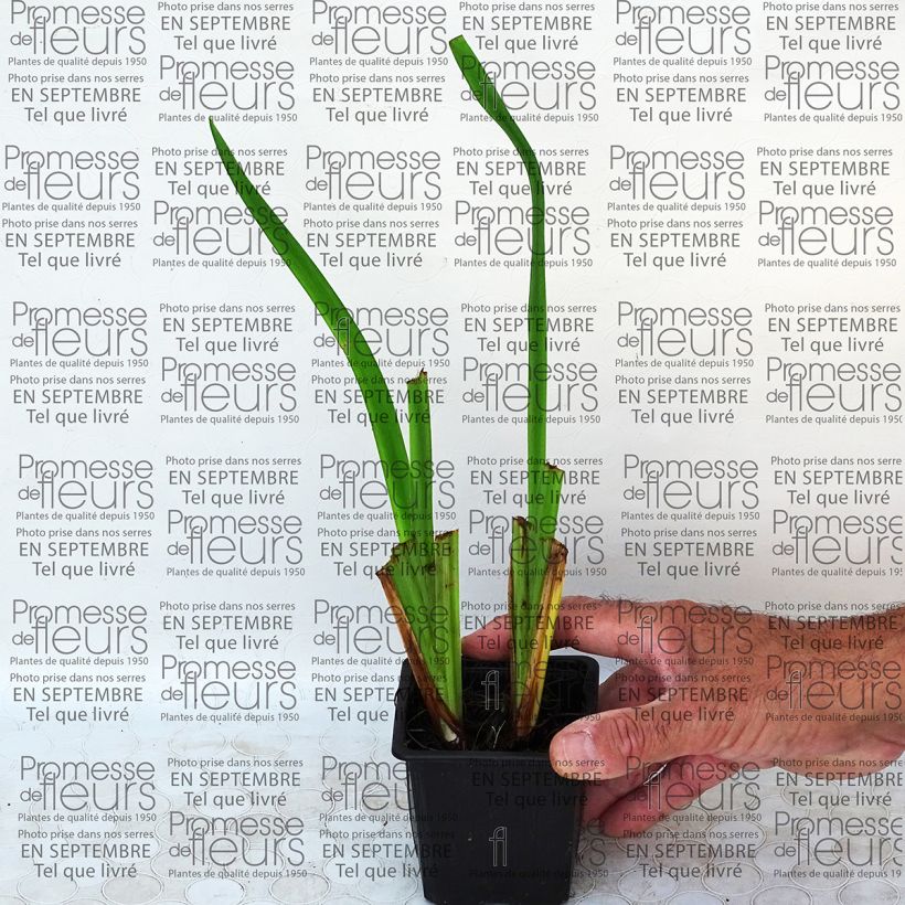 Example of Iris ensata Geisha-Hiskiki - Japanese Water Iris 8/9 cm pot specimen as delivered