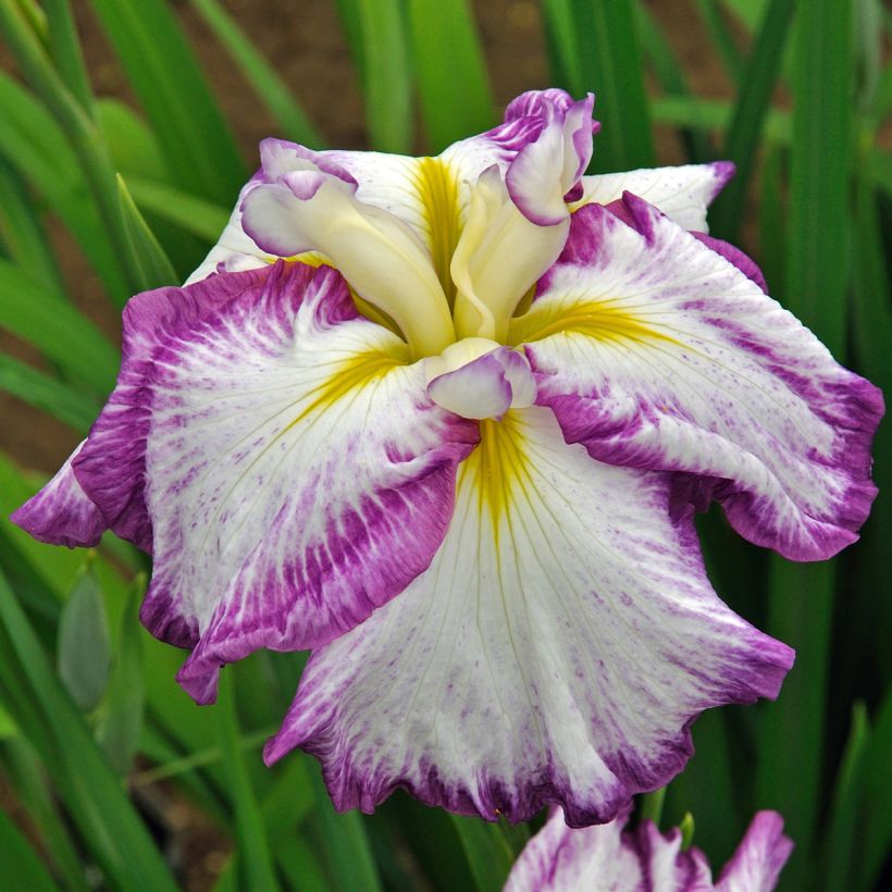 Iris ensata Harlequinesque - Japanese Water Iris (Flowering)