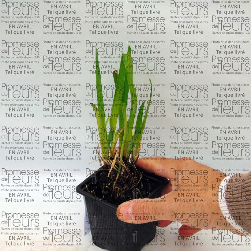 Example of Iris ensata Iedo Mishiski - Japanese Water Iris 8/9 cm pot specimen as delivered