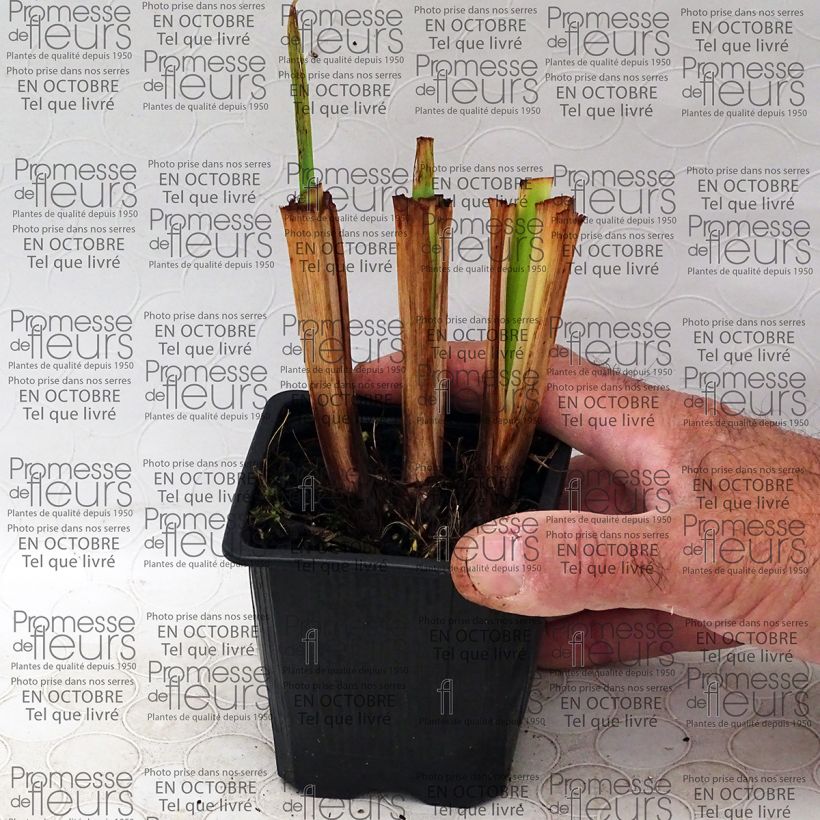 Example of Iris ensata Illumination - Japanese Water Iris 8/9 cm pot specimen as delivered