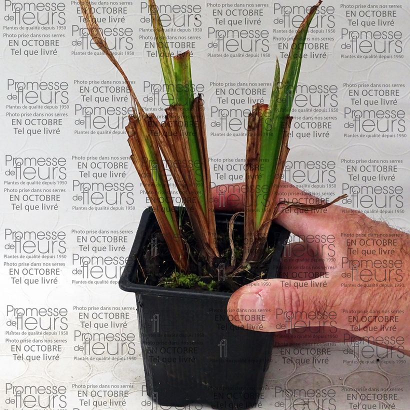 Example of Iris ensata Mme Bigot - Japanese Water Iris specimen as delivered
