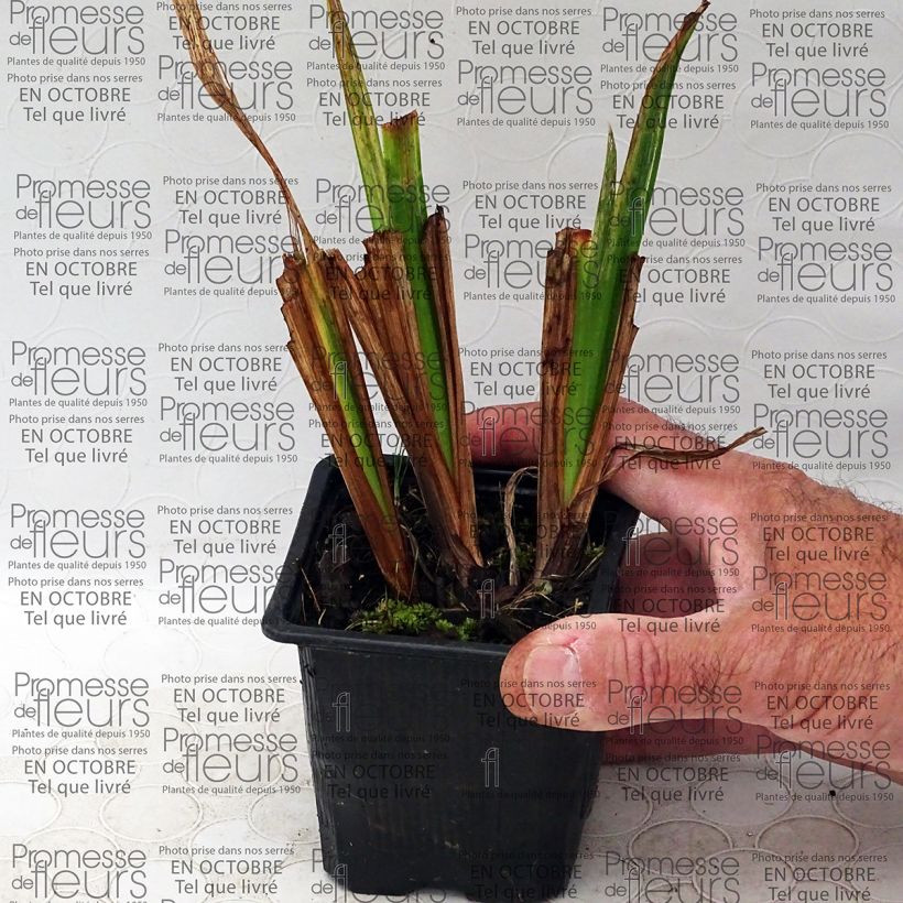 Example of Iris ensata Mme Bigot - Japanese Water Iris 8/9 cm pot specimen as delivered