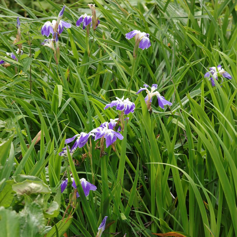 Iris ensata Montrosa - Japanese Water Iris (Plant habit)