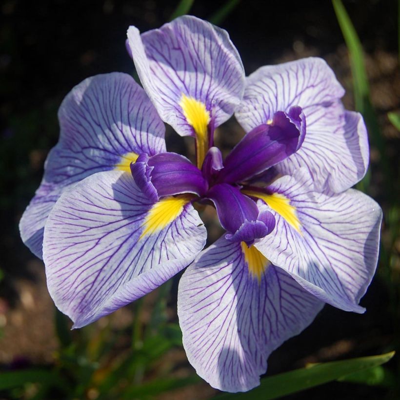 Iris ensata Activity - Japanese Water Iris (Flowering)