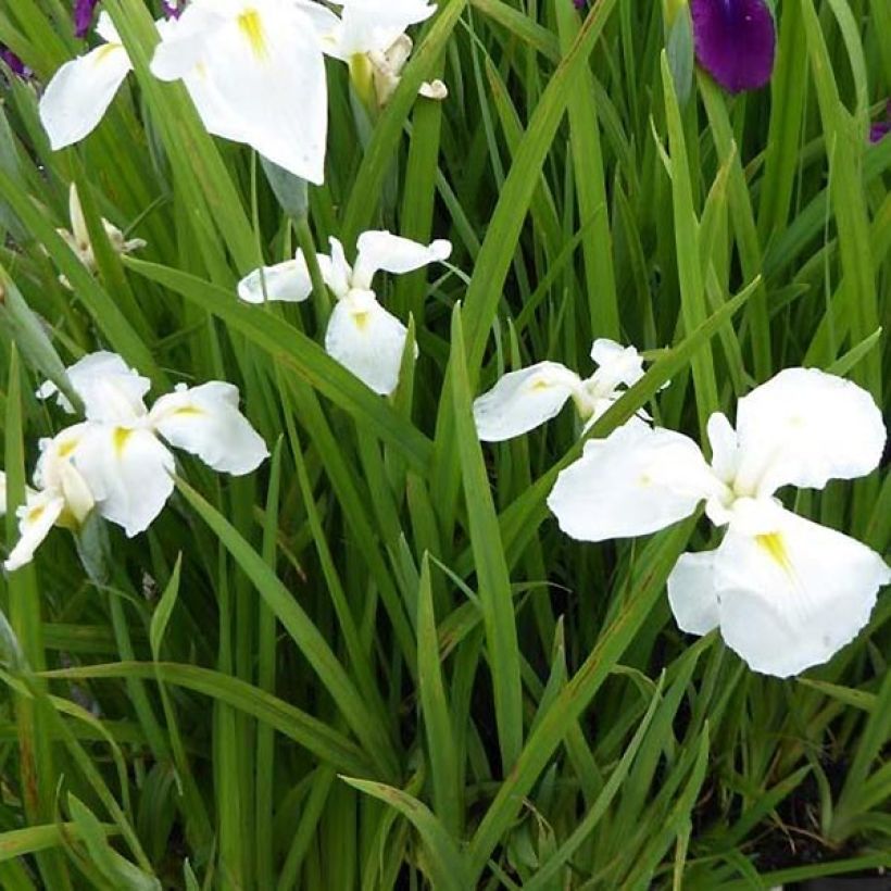 Iris ensata Diamant - Japanese Water Iris (Foliage)