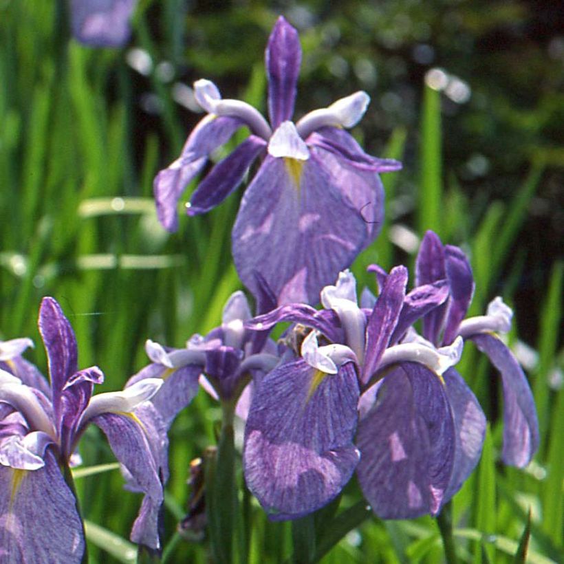 Iris ensata Meteor - Japanese Iris (Flowering)