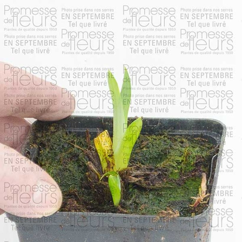 Example of Iris ensata Sensation - Japanese Water Iris 8/9 cm pot specimen as delivered