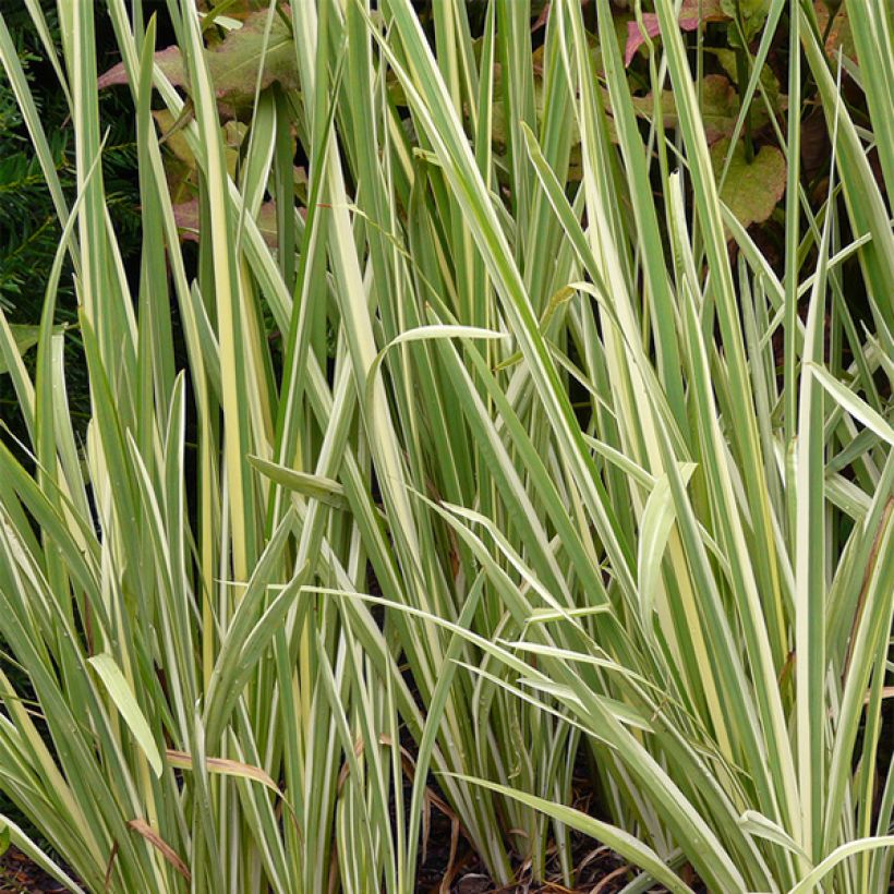 Iris ensata Variegata - Japanese Water Iris (Foliage)