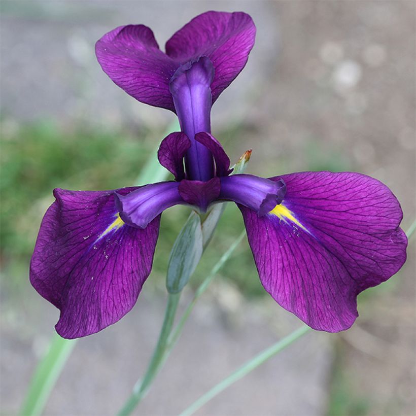 Iris ensata Variegata - Japanese Water Iris (Flowering)