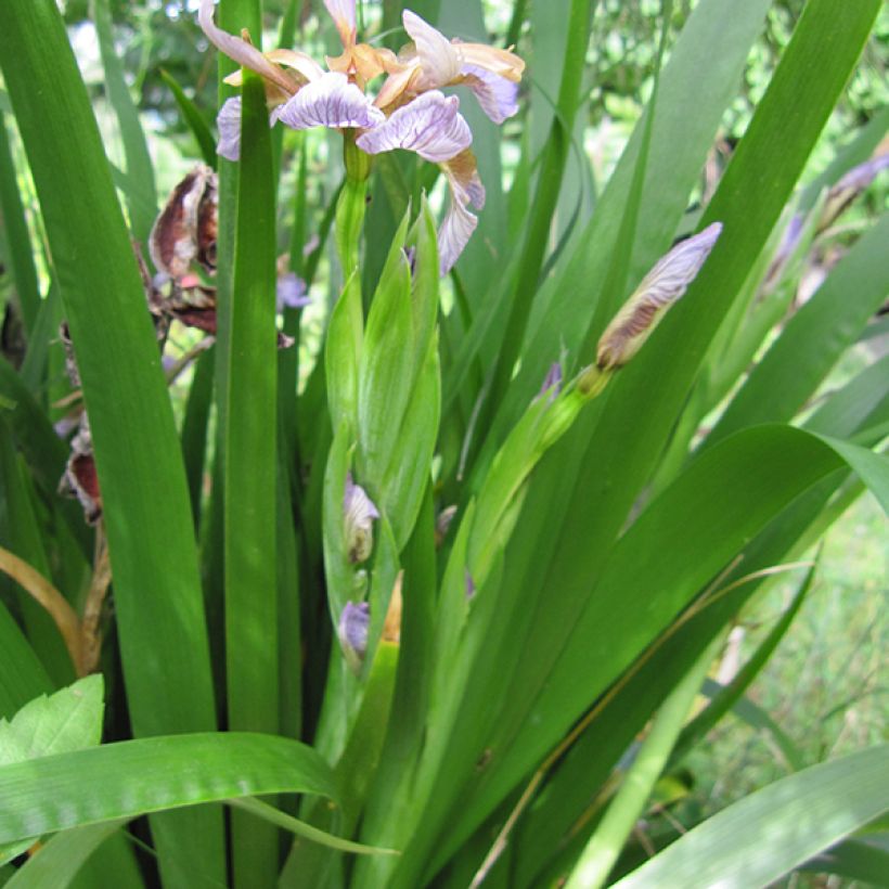 Iris foetidissima - Stinking Iris (Foliage)