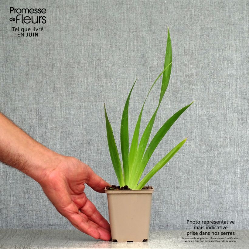 Iris foetidissima - Stinking Iris 8/9 cm pot sample as delivered in summer