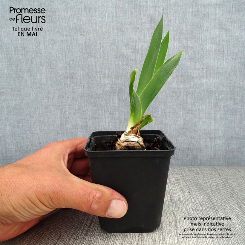 Iris Abondante Floraison 8/9 cm pot sample as delivered in spring