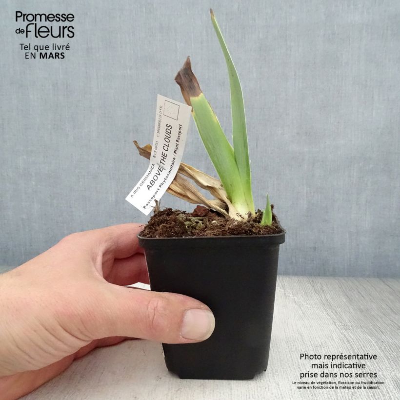 Iris germanica Above The Clouds - Bearded Iris 8/9 cm pot sample as delivered in spring