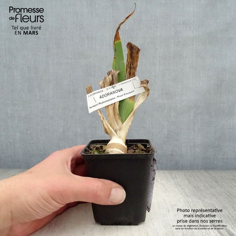 Iris germanica Adoranova - Bearded Iris 8/9 cm pot sample as delivered in spring