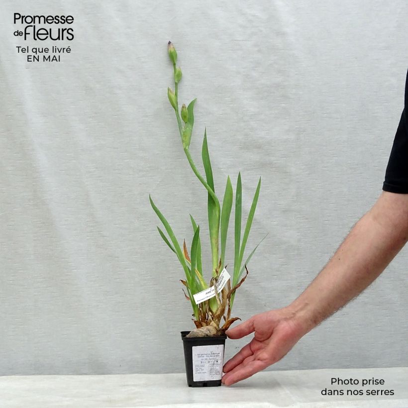 Iris germanica Amethyst Dancer - Bearded Iris 8/9 cm pot sample as delivered in spring