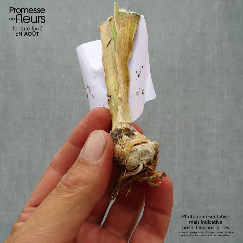 Iris germanica Antique Ivory - Bearded Iris 8/9 cm pot sample as delivered in summer