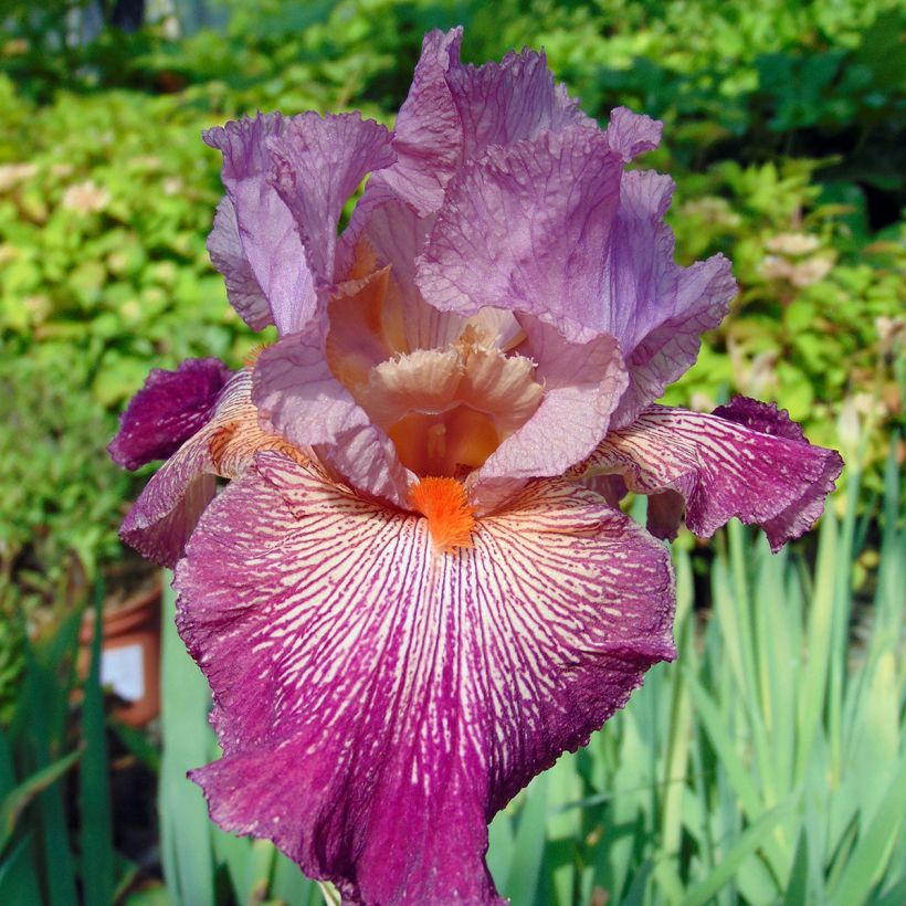 Iris germanica Anything Goes - Bearded Iris (Flowering)