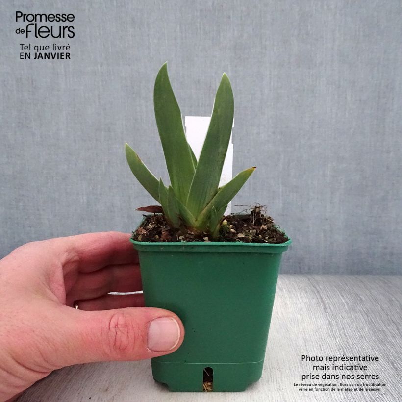 Iris germanica Arpege - Bearded Iris 8/9 cm pot sample as delivered in winter