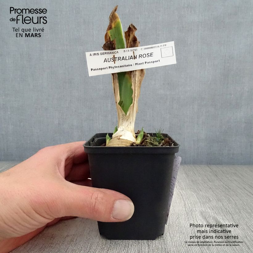 Iris germanica Australian Rose - Bearded Iris 8/9 cm pot sample as delivered in spring
