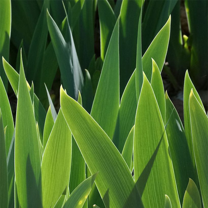 Iris germanica Autumn Circus - Bearded Iris (Foliage)