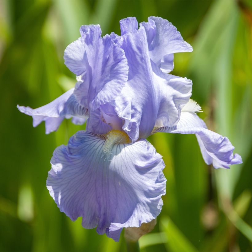Iris germanica Babbling Brook - Bearded Iris (Flowering)