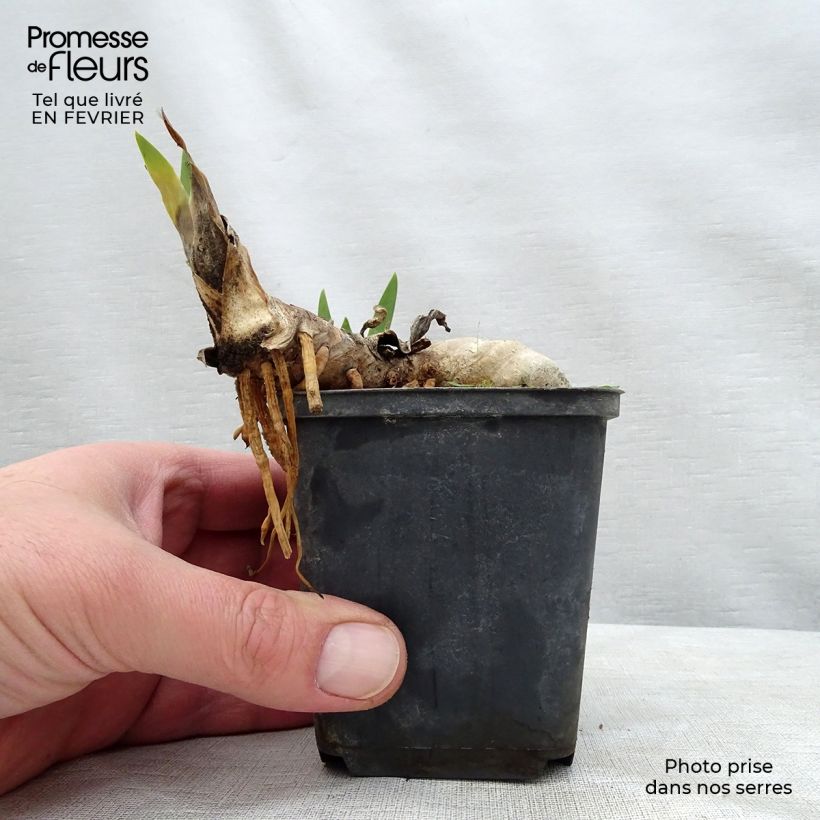 Iris Ball of Confusion 8/9 cm pot sample as delivered in winter