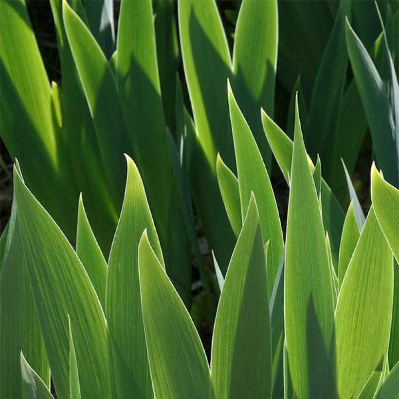 Iris Ballet Lesson (Foliage)