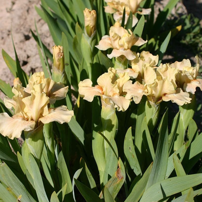 Iris Ballet Lesson (Flowering)