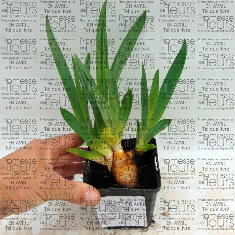 Example of Iris Ballet Lesson 8/9 cm pot specimen as delivered