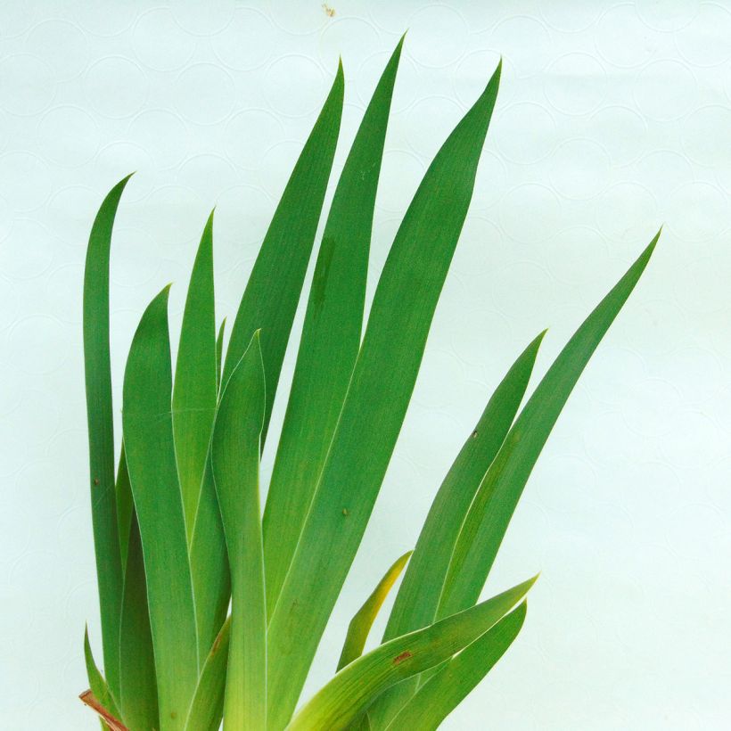 Iris germanica Batik - Bearded Iris (Foliage)