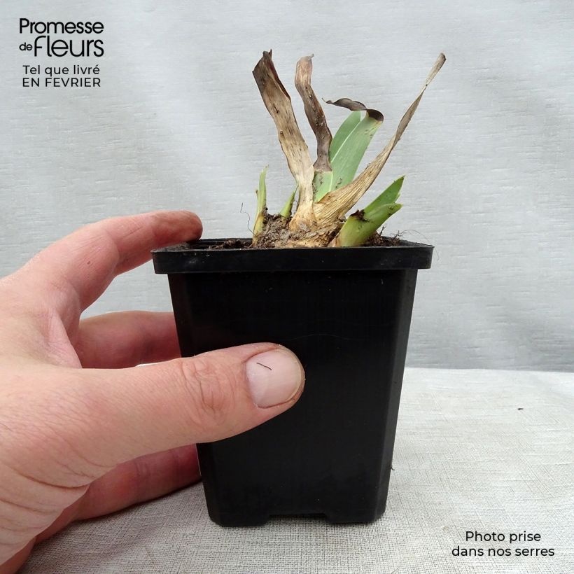 Iris germanica Batik - Bearded Iris 8/9 cm pot sample as delivered in winter