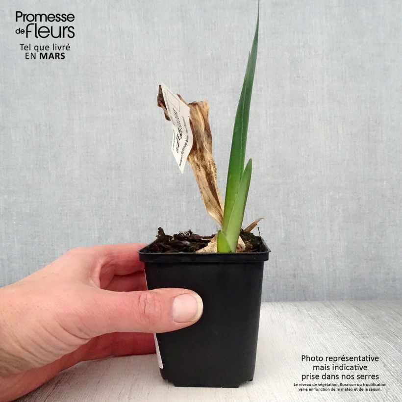 Iris germanica Beauté de Sologne - Bearded Iris 8/9 cm pot sample as delivered in spring