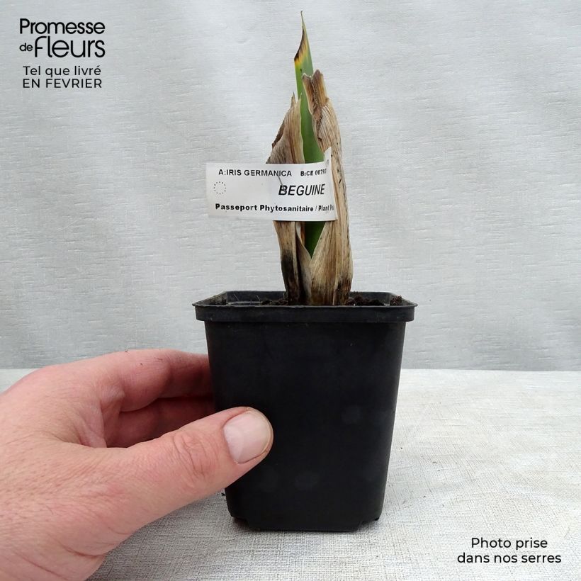 Iris Beguine 8/9 cm pot sample as delivered in winter