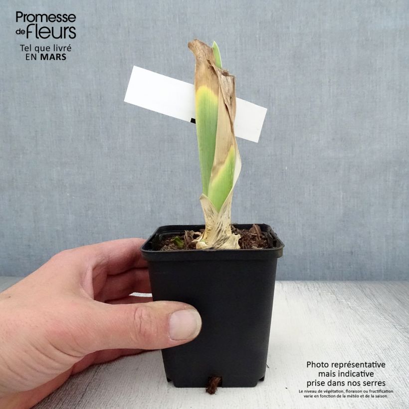 Iris germanica Bewitchment - Bearded Iris 8/9 cm pot sample as delivered in spring