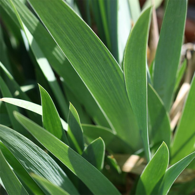 Iris germanica Blenheim Royal - Bearded Iris (Foliage)